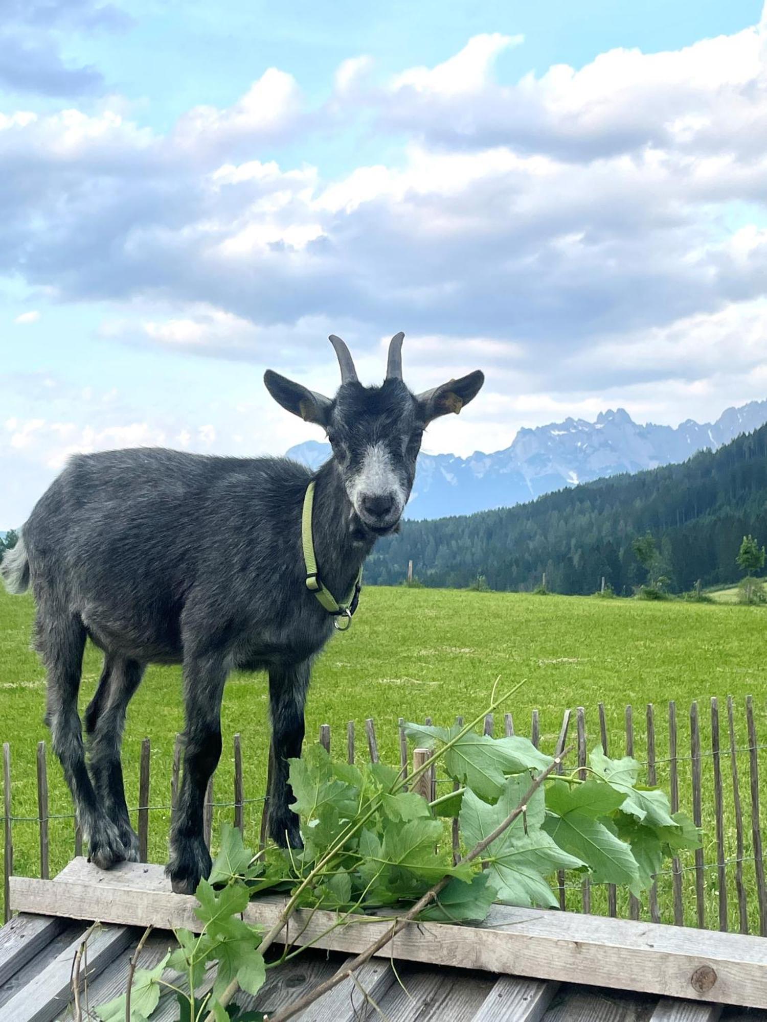 Wimmhof Lägenhet Sankt Martin am Tennengebirge Exteriör bild